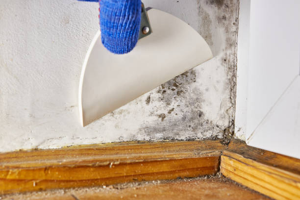 Best Water Damage & Mold Remediation  in Missouri City, TX